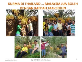 www.taaveekun.com Baja TAAVEEKUN & fitrah tumbuhan
1
KURMA DI THAILAND … MALAYSIA JUA BOLEH
DENGAN KAEDAH TAAVEEKUN
 