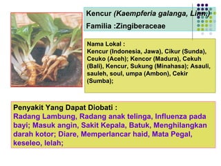 Kencur (Kaempferia galanga, Linn.)
Familia :Zingiberaceae
Penyakit Yang Dapat Diobati :
Radang Lambung, Radang anak telinga, Influenza pada
bayi; Masuk angin, Sakit Kepala, Batuk, Menghilangkan
darah kotor; Diare, Memperlancar haid, Mata Pegal,
keseleo, lelah;
Nama Lokal :
Kencur (Indonesia, Jawa), Cikur (Sunda),
Ceuko (Aceh); Kencor (Madura), Cekuh
(Bali), Kencur, Sukung (Minahasa); Asauli,
sauleh, soul, umpa (Ambon), Cekir
(Sumba);
 