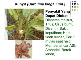 Kunyit (Curcuma longa Linn.)
Penyakit Yang
Dapat Diobati :
Diabetes melitus,
Tifus, Usus buntu,
Disentri, Sakit
keputihan; Haid
tidak lancar, Perut
mulas saat haid,
Memperlancar ASI;
Amandel, Berak
lendir,
 