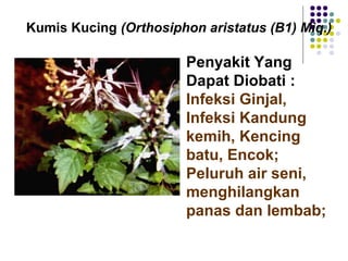 Kumis Kucing (Orthosiphon aristatus (B1) Miq.)
Penyakit Yang
Dapat Diobati :
Infeksi Ginjal,
Infeksi Kandung
kemih, Kencing
batu, Encok;
Peluruh air seni,
menghilangkan
panas dan lembab;
 
