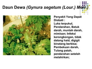 Daun Dewa (Gynura segetum (Lour.) Merr.)
Penyakit Yang Dapat
Diobati :
Luka terpukul,
Pendarahan, Batuk
darah, muntah darah,
mimisan; Infeksi
kerongkongan, tidak
datang haid, digigit
binatang berbisa;
Pembekuan darah,
Tulang patah,
pendarahan setelah
melahirkan;
 