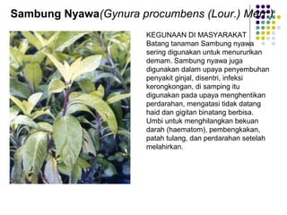 Sambung Nyawa(Gynura procumbens (Lour.) Merr.)
KEGUNAAN DI MASYARAKAT
Batang tanaman Sambung nyawa
sering digunakan untuk menurunkan
demam. Sambung nyawa juga
digunakan dalam upaya penyembuhan
penyakit ginjal, disentri, infeksi
kerongkongan, di samping itu
digunakan pada upaya menghentikan
perdarahan, mengatasi tidak datang
haid dan gigitan binatang berbisa.
Umbi untuk menghilangkan bekuan
darah (haematom), pembengkakan,
patah tulang, dan perdarahan setelah
melahirkan.
 