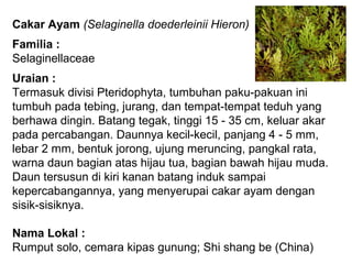 Cakar Ayam (Selaginella doederleinii Hieron)
Familia :
Selaginellaceae
Uraian :
Termasuk divisi Pteridophyta, tumbuhan paku-pakuan ini
tumbuh pada tebing, jurang, dan tempat-tempat teduh yang
berhawa dingin. Batang tegak, tinggi 15 - 35 cm, keluar akar
pada percabangan. Daunnya kecil-kecil, panjang 4 - 5 mm,
lebar 2 mm, bentuk jorong, ujung meruncing, pangkal rata,
warna daun bagian atas hijau tua, bagian bawah hijau muda.
Daun tersusun di kiri kanan batang induk sampai
kepercabangannya, yang menyerupai cakar ayam dengan
sisik-sisiknya.
Nama Lokal :
Rumput solo, cemara kipas gunung; Shi shang be (China)
 