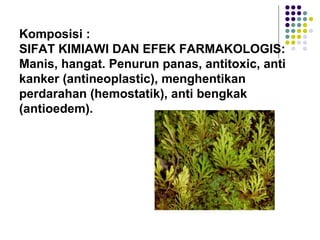 Komposisi :
SIFAT KIMIAWI DAN EFEK FARMAKOLOGIS:
Manis, hangat. Penurun panas, antitoxic, anti
kanker (antineoplastic), menghentikan
perdarahan (hemostatik), anti bengkak
(antioedem).
 