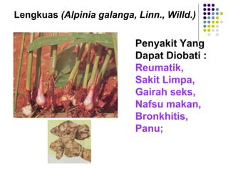 Lengkuas (Alpinia galanga, Linn., Willd.)
Penyakit Yang
Dapat Diobati :
Reumatik,
Sakit Limpa,
Gairah seks,
Nafsu makan,
Bronkhitis,
Panu;
 