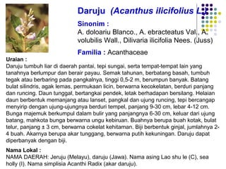 Uraian :
Daruju tumbuh liar di daerah pantai, tepi sungai, serta tempat-tempat lain yang
tanahnya berlumpur dan berair payau. Semak tahunan, berbatang basah, tumbuh
tegak atau berbaring pada pangkalnya, tinggi 0,5-2 m, berumpun banyak. Batang
bulat silindris, agak lemas, permukaan licin, berwarna kecokelatan, berduri panjang
dan runcing. Daun tunggal, bertangkai pendek, letak berhadapan bersilang. Helaian
daun berbentuk memanjang atau lanset, pangkal dan ujung runcing, tepi bercangap
menyirip dengan ujung-ujungnya berduri tempel, panjang 9-30 cm, lebar 4-12 cm.
Bunga majemuk berkumpul dalam bulir yang panjangnya 6-30 cm, keluar dari ujung
batang, mahkota bunga berwarna ungu kebiruan. Buahnya berupa buah kotak, bulat
telur, panjang ± 3 cm, berwarna cokelat kehitaman. Biji berbentuk ginjal, jumlahnya 2-
4 buah. Akarnya berupa akar tunggang, berwarna putih kekuningan. Daruju dapat
diperbanyak dengan biji.
Nama Lokal :
NAMA DAERAH: Jeruju (Melayu), daruju (Jawa). Nama asing Lao shu le (C), sea
holly (I). Nama simplisia Acanthi Radix (akar daruju).
Daruju (Acanthus ilicifolius L.)
Sinonim :
A. doloariu Blanco., A. ebracteatus Val., A.
volubilis Wall., Dilivaria ilicifolia Nees. (Juss)
Familia : Acanthaceae
 