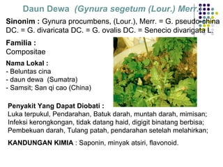 Daun Dewa (Gynura segetum (Lour.) Merr.)
Sinonim : Gynura procumbens, (Lour.), Merr. = G. pseudo-china
DC. = G. divaricata DC. = G. ovalis DC. = Senecio divarigata L.
Familia :
Compositae
Nama Lokal :
- Beluntas cina
- daun dewa (Sumatra)
- Samsit; San qi cao (China)
Penyakit Yang Dapat Diobati :
Luka terpukul, Pendarahan, Batuk darah, muntah darah, mimisan;
Infeksi kerongkongan, tidak datang haid, digigit binatang berbisa;
Pembekuan darah, Tulang patah, pendarahan setelah melahirkan;
KANDUNGAN KIMIA : Saponin, minyak atsiri, flavonoid.
 