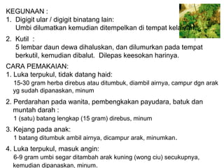 CARA PEMAKAIAN:
1. Luka terpukul, tidak datang haid:
15-30 gram herba direbus atau ditumbuk, diambil airnya, campur dgn arak
yg sudah dipanaskan, minum
2. Perdarahan pada wanita, pembengkakan payudara, batuk dan
muntah darah :
1 (satu) batang lengkap (15 gram) direbus, minum
3. Kejang pada anak:
1 batang ditumbuk ambil airnya, dicampur arak, minumkan.
4. Luka terpukul, masuk angin:
6-9 gram umbi segar ditambah arak kuning (wong ciu) secukupnya,
kemudian dipanaskan, minum.
KEGUNAAN :
1. Digigit ular / digigit binatang lain:
Umbi dilumatkan kemudian ditempelkan di tempat kelainan.
2. Kutil :
5 lembar daun dewa dihaluskan, dan dilumurkan pada tempat
berkutil, kemudian dibalut. Dilepas keesokan harinya.
 