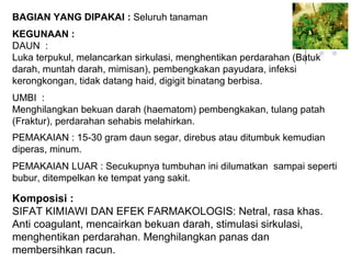 BAGIAN YANG DIPAKAI : Seluruh tanaman
KEGUNAAN :
DAUN :
Luka terpukul, melancarkan sirkulasi, menghentikan perdarahan (Batuk
darah, muntah darah, mimisan), pembengkakan payudara, infeksi
kerongkongan, tidak datang haid, digigit binatang berbisa.
UMBI :
Menghilangkan bekuan darah (haematom) pembengkakan, tulang patah
(Fraktur), perdarahan sehabis melahirkan.
PEMAKAIAN : 15-30 gram daun segar, direbus atau ditumbuk kemudian
diperas, minum.
PEMAKAIAN LUAR : Secukupnya tumbuhan ini dilumatkan sampai seperti
bubur, ditempelkan ke tempat yang sakit.
Komposisi :
SIFAT KIMIAWI DAN EFEK FARMAKOLOGIS: Netral, rasa khas.
Anti coagulant, mencairkan bekuan darah, stimulasi sirkulasi,
menghentikan perdarahan. Menghilangkan panas dan
membersihkan racun.
 