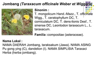 Sinonim :
T. mongolicum Hand.-Mazz., T. officinale
Wigg., T. ceratophyllum DC, T.
corniculatum DC, T. dens-lionis Desf., T.
sinense DC, Leontodon taraxacum L., L.
taraxacum.
Familia :compositae (asteraceae).
Jombang (Taraxacum officinale Weber et Wiggers)
Nama Lokal :
NAMA DAERAH Jombang, taraksakum (Jawa). NAMA ASING
Pu gong ying (C), dandelion (I). NAMA SIMPLISIA Taraxaci
Herba (herba jombang).
 