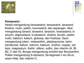 Komposisi :
Herba mengandung taraxasterol, taraxacerin, taraxarol,
kholine, inulin, pektin, koumestrol, dan asparagin. Akar
mengandung taraxol, taraxerol, taraxicin, taraxasterol, b-
amyrin, stigmasterol, b-sitosterol, choline, levulin, pektin,
inulin, kalsium, kalium, glukosa, dan fruktosa. Daun
mengandung lutein, violaxanthin, plastoquinone, tanin,
karotenoid, kalium, natrium, kalsium, choline, copper, zat
besi, magnesium, fosfor, silikon, sulfur, dan vitamin (A, BI,
B2, C dan D). Bunga mengandung arnidiol dan flavoxanthin.
Pollen mengandung ß-sitoserol, 5a-stigmast-7-en-3ß-ol,
asam folat, dan vitamin C.
 