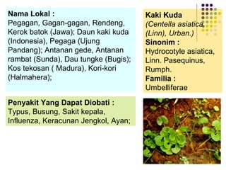 Kaki Kuda
(Centella asiatica,
(Linn), Urban.)
Sinonim :
Hydrocotyle asiatica,
Linn. Pasequinus,
Rumph.
Familia :
Umbelliferae
Nama Lokal :
Pegagan, Gagan-gagan, Rendeng,
Kerok batok (Jawa); Daun kaki kuda
(Indonesia), Pegaga (Ujung
Pandang); Antanan gede, Antanan
rambat (Sunda), Dau tungke (Bugis);
Kos tekosan ( Madura), Kori-kori
(Halmahera);
Penyakit Yang Dapat Diobati :
Typus, Busung, Sakit kepala,
Influenza, Keracunan Jengkol, Ayan;
 