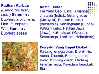 Patikan Kerbau
(Euphorbia hirta,
Linn.) Sinonim :
Euphorbia pilulifera,
Linn. E. capitata,
Wall.Familia :
Euphorbiaceae
Nama Lokal :
Fei Yang Cao (Cina), Amanpat
chaiarisi (India),; Gelang susu
(Malaysia), Patikan Kerbau
(Indonesia); Nanangkaan (Sunda),
Patikan Kebo, Patikan Jawa
(Jawa); Kak sekaan (Madura),
Sosononga, Lobi-lobi (Halmahera);
Penyakit Yang Dapat Diobati :
Radang tenggorokan, Bronkhitis,
Asma, Disentri, Radang perut;
Diare, Kencing darah, Radang
kelenjar susu, Payudara bengkak;
Eksim;
 