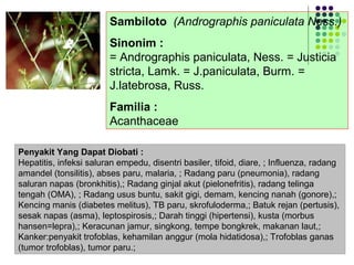 Sambiloto (Andrographis paniculata Ness.)
Sinonim :
= Andrographis paniculata, Ness. = Justicia
stricta, Lamk. = J.paniculata, Burm. =
J.latebrosa, Russ.
Familia :
Acanthaceae
Penyakit Yang Dapat Diobati :
Hepatitis, infeksi saluran empedu, disentri basiler, tifoid, diare, ; Influenza, radang
amandel (tonsilitis), abses paru, malaria, ; Radang paru (pneumonia), radang
saluran napas (bronkhitis),; Radang ginjal akut (pielonefritis), radang telinga
tengah (OMA), ; Radang usus buntu, sakit gigi, demam, kencing nanah (gonore),;
Kencing manis (diabetes melitus), TB paru, skrofuloderma,; Batuk rejan (pertusis),
sesak napas (asma), leptospirosis,; Darah tinggi (hipertensi), kusta (morbus
hansen=lepra),; Keracunan jamur, singkong, tempe bongkrek, makanan laut,;
Kanker:penyakit trofoblas, kehamilan anggur (mola hidatidosa),; Trofoblas ganas
(tumor trofoblas), tumor paru.;
 