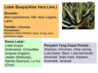 Lidah Buaya(Aloe Vera Linn.)
Sinonim :
Aloe barbadensis, Mill. Aloe vulgaris,
Lamk.
Familia :Liliaceae
Pemanfaatan :
BAGIAN YANG DIPAKAI: Daun, bunga, akar,
pemakaian segar,
Nama Lokal :
Lidah buaya
(Indonesia), Crocodiles
tongues (Inggris);
Jadam (Malaysia),
Salvila (Spanyol), Lu hui
(Cina);
Penyakit Yang Dapat Diobati :
Shampo, minuman, Obat cacing,
Luka bakar, Bisul, Luka bernanah;
Amandel, Sakit mata, Keseleo,
Kosmetik, Jerawat;
 