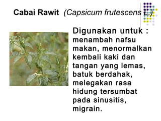 Cabai Rawit (Capsicum frutescens L.)
Digunakan untuk :
menambah nafsu
makan, menormalkan
kembali kaki dan
tangan yang lemas,
batuk berdahak,
melegakan rasa
hidung tersumbat
pada sinusitis,
migrain.
 