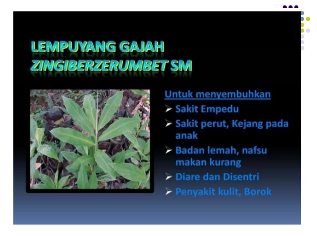 Tanaman obat ppt