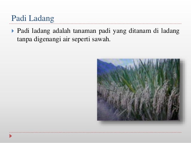Tanaman padi berdasarkan tempat tumbuh Tanaman padi berdasarkan tempat tumbuh