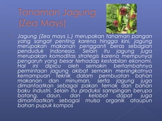 Jagung (Zea mays L.) merupakan tanaman pangan 
yang sangat penting karena hingga kini, jagung 
merupakan makanan pengganti beras sebagian 
penduduk Indonesia. Selain itu jagung juga 
merupakan komoditas strategis karena mempunyai 
pengaruh yang besar terhadap kestabilan ekonomi. 
Hal ini dipicu oleh semakin bertambahnya 
permintaan jagung akibat semakin meningkatnya 
kemampuan teknik dalam pembuatan bahan 
makanan dan minuman, serta jagung juga 
dimanfaatkan sebagai pakan ternak dan bahan 
baku industri. Selain itu produksi sampingan berupa 
batang, daun, dan kelobot dapat juga 
dimanfaatkan sebagai mulsa organik ataupun 
bahan pupuk kompos 
 