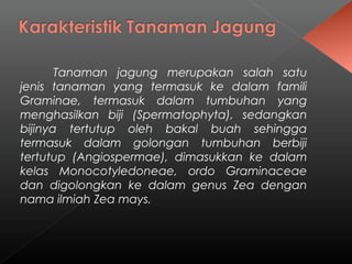 Tanaman jagung merupakan salah satu 
jenis tanaman yang termasuk ke dalam famili 
Graminae, termasuk dalam tumbuhan yang 
menghasilkan biji (Spermatophyta), sedangkan 
bijinya tertutup oleh bakal buah sehingga 
termasuk dalam golongan tumbuhan berbiji 
tertutup (Angiospermae), dimasukkan ke dalam 
kelas Monocotyledoneae, ordo Graminaceae 
dan digolongkan ke dalam genus Zea dengan 
nama ilmiah Zea mays. 
 