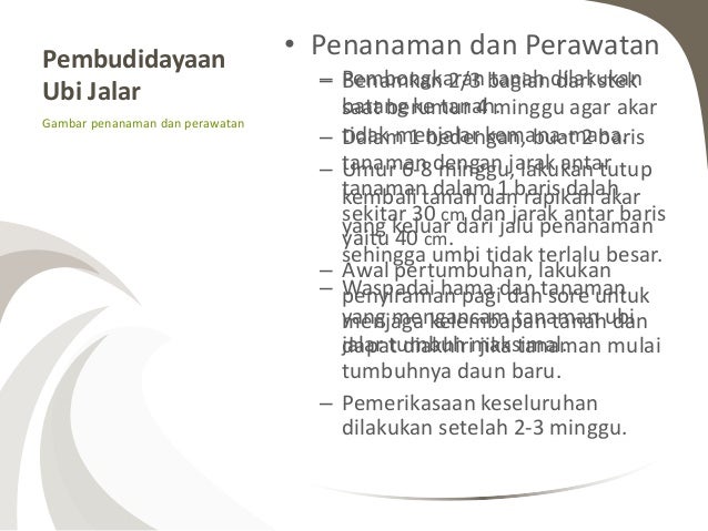 Tanaman Pangan 62789903