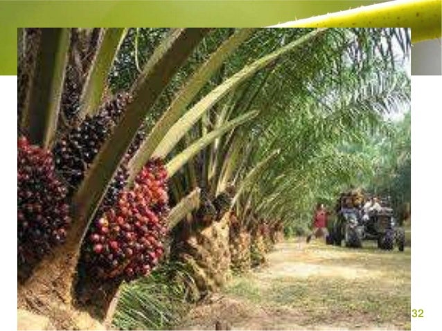 Tanaman Penghasil Bioenergi