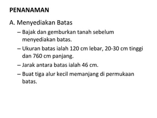 PENANAMAN A. Menyediakan Batas Bajak dan gemburkan tanah sebelum menyediakan batas.  Ukuran batas ialah 120 cm lebar, 20-30 cm tinggi dan 760 cm panjang.  Jarak antara batas ialah 46 cm.  Buat tiga alur kecil memanjang di permukaan batas. 