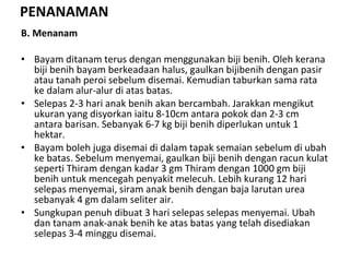 PENANAMAN B. Menanam Bayam ditanam terus dengan menggunakan biji benih. Oleh kerana biji benih bayam berkeadaan halus, gaulkan bijibenih dengan pasir atau tanah peroi sebelum disemai. Kemudian taburkan sama rata ke dalam alur-alur di atas batas. Selepas 2-3 hari anak benih akan bercambah. Jarakkan mengikut ukuran yang disyorkan iaitu 8-10cm antara pokok dan 2-3 cm antara barisan. Sebanyak 6-7 kg biji benih diperlukan untuk 1 hektar. Bayam boleh juga disemai di dalam tapak semaian sebelum di ubah ke batas. Sebelum menyemai, gaulkan biji benih dengan racun kulat seperti Thiram dengan kadar 3 gm Thiram dengan 1000 gm biji benih untuk mencegah penyakit melecuh. Lebih kurang 12 hari selepas menyemai, siram anak benih dengan baja larutan urea sebanyak 4 gm dalam seliter air.  Sungkupan penuh dibuat 3 hari selepas selepas menyemai. Ubah dan tanam anak-anak benih ke atas batas yang telah disediakan selepas 3-4 minggu disemai. 