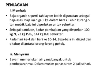 PENJAGAAN i. Membaja Baja organik seperti tahi ayam boleh digunakan sebagai baja asas. Baja ini digaul ke dalam batas. Lebih kurang 5 tan metrik baja ini diperlukan untuk sehektar. Sebagai panduan, kadar pembajaan yang disyorkan 100 kg N, 23 kg P 2 O 5 , 144 kg K 2 O sehektar. Pada hari ke-4 dan hari ke 10-14. Baja-baja ini digaul dan ditabur di antara lorong-lorong pokok.   ii. Menyiram Bayam memerlukan air yang banyak untuk pembesarannya. Dalam musim panas siram 2 kali sehari. 