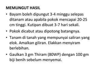 MEMUNGUT HASIL Bayam boleh dipungut 3-4 minggu selepas ditanam atau apabila pokok mencapai 20-25 cm tinggi. Kutipan dibuat 3-7 hari sekali.  Pokok dicabut atau dipotong batangnya. Tanam di tanah yang mempunyai saliran yang elok. Amalkan giliran. Elakkan menyiram berlebihan.  Gaulkan 3 gm Thiram (80WP) dengan 100 gm biji benih sebelum menyemai. 