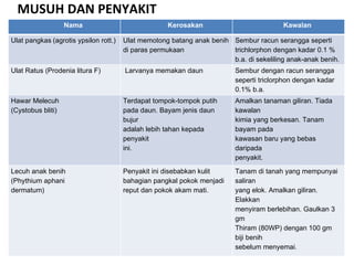 MUSUH DAN PENYAKIT Nama Kerosakan Kawalan Ulat pangkas   (agrotis ypsilon rott.) Ulat memotong batang anak benih di paras permukaan Sembur racun serangga seperti trichlorphon dengan kadar 0.1 % b.a. di sekeliling anak-anak benih. Ulat Ratus (Prodenia litura F) Larvanya memakan daun  Sembur dengan racun serangga seperti triclorphon dengan kadar 0.1% b.a. Hawar Melecuh (Cystobus bliti) Terdapat tompok-tompok putih pada daun. Bayam jenis daun bujur adalah lebih tahan kepada penyakit ini. Amalkan tanaman giliran. Tiada kawalan kimia yang berkesan. Tanam bayam pada kawasan baru yang bebas daripada penyakit. Lecuh anak benih (Phythium aphani dermatum) Penyakit ini disebabkan kulit bahagian pangkal pokok menjadi reput dan pokok akam mati. Tanam di tanah yang mempunyai saliran yang elok. Amalkan giliran. Elakkan menyiram berlebihan. Gaulkan 3 gm Thiram (80WP) dengan 100 gm biji benih sebelum menyemai. 