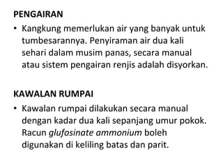 PENGAIRAN Kangkung memerlukan air yang banyak untuk tumbesarannya. Penyiraman air dua kali sehari dalam musim panas, secara manual atau sistem pengairan renjis adalah disyorkan.   KAWALAN RUMPAI Kawalan rumpai dilakukan secara manual dengan kadar dua kali sepanjang umur pokok. Racun  glufosinate ammonium  boleh digunakan di keliling batas dan parit. 