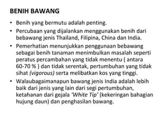 BENIH BAWANG Benih yang bermutu adalah penting.  Percubaan yang dijalankan menggunakan benih dari bebawang jenis Thailand, Filipina, China dan India.  Pemerhatian menunjukkan penggunaan bebawang sebagai benih tanaman menimbulkan masalah seperti peratus percambahan yang tidak menentu ( antara 60-70 % ) dan tidak serentak, pertumbuhan yang tidak sihat  (vigorous)  serta melibatkan kos yang tinggi.  Walaubagaimanapun bawang jenis India adalah lebih baik dari jenis yang lain dari segi pertumbuhan, ketahanan dari gejala  ‘White Tip’  (kekeringan bahagian hujung daun) dan penghasilan bawang. 