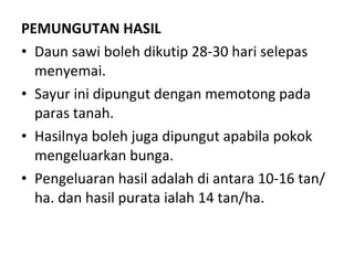 PEMUNGUTAN HASIL Daun sawi boleh dikutip 28-30 hari selepas menyemai.  Sayur ini dipungut dengan memotong pada paras tanah.  Hasilnya boleh juga dipungut apabila pokok mengeluarkan bunga.  Pengeluaran hasil adalah di antara 10-16 tan/ha. dan hasil purata ialah 14 tan/ha. 