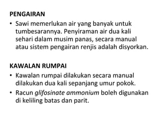 PENGAIRAN Sawi memerlukan air yang banyak untuk tumbesarannya. Penyiraman air dua kali sehari dalam musim panas, secara manual atau sistem pengairan renjis adalah disyorkan. KAWALAN RUMPAI Kawalan rumpai dilakukan secara manual dilakukan dua kali sepanjang umur pokok. Racun  glifosinate ammonium  boleh digunakan di keliling batas dan parit. 