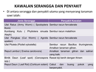 KAWALAN SERANGGA DAN PENYAKIT Di antara serangga dan penyakit utama yang menyerang tanaman sawi ialah: Jenis Serangga Penyakit Kawalan Ulat Ratus (Army Worm) ( Spodoptera litura) Sembur racun fenvalerate Kumbang Kutu ( Phyliotera sinuata Ateph) Sembur racun malathion Ulat Pangkas (Cut Worm) ( Agrotis xpsilon) Sembur racun fenvalerate Ulat Plutela (Pluttel xylostella) Sembur racun Bacillus thuringiensis. Amalkan tanaman giliran. Reput Lembut ( Erwina carotovora) Amalkan tanaman giliran dan saliran yang baik. Bintik Daun (Leaf spot) (Cercospora spp.) Rawat biji benih dengan thiram Reput Daun ( Leaf Rot) (Corticum solani) Cabut dan buang pokok yang berpenyakit. 