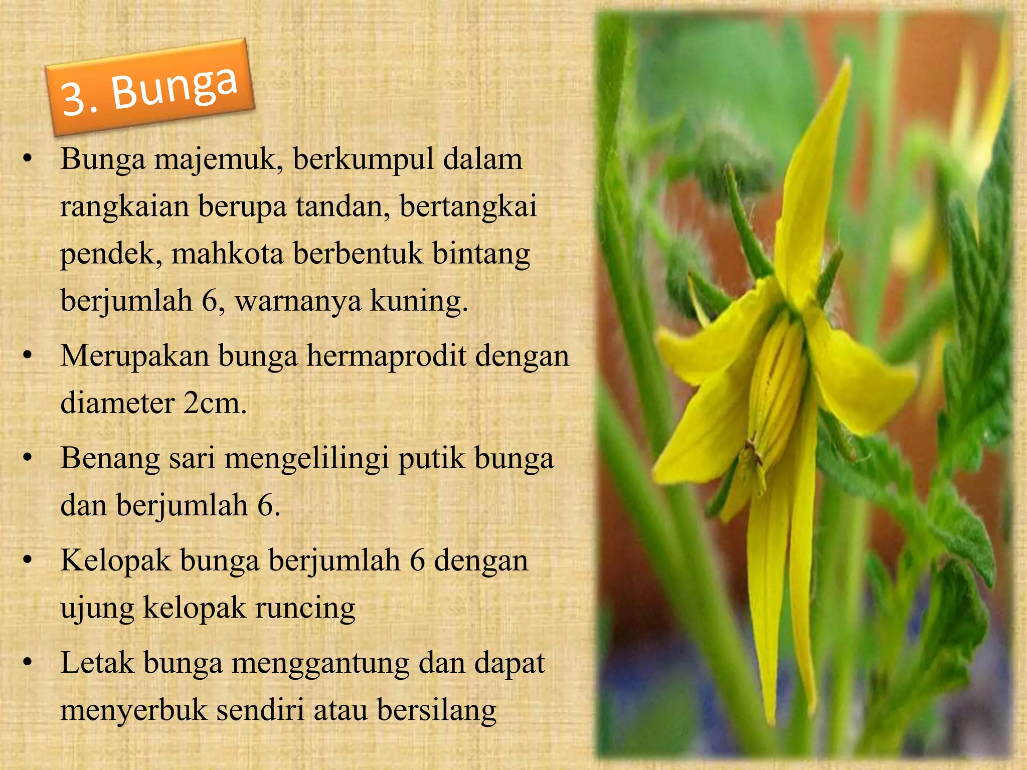 Tanaman tomat | PPTX