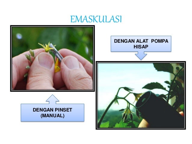 Tanaman Tomat