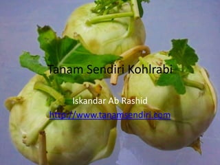 Tanam Sendiri Kohlrabi

      Iskandar Ab Rashid
http://www.tanamsendiri.com
 
