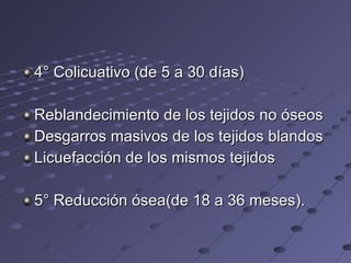 4° Colicuativo (de 5 a 30 días) Reblandecimiento de los tejidos no óseos Desgarros masivos de los tejidos blandos Licuefacción de los mismos tejidos 5° Reducción ósea(de 18 a 36 meses). 