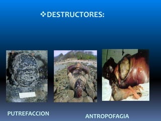DESTRUCTORES:
PUTREFACCION ANTROPOFAGIA
 