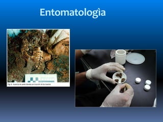 Entomatologìa
 
