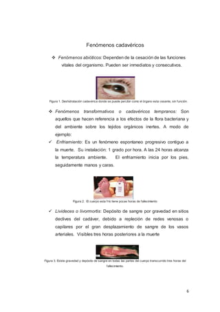 6
Fenómenos cadavéricos
 Fenómenos abióticos: Dependen de la cesación de las funciones
vitales del organismo. Pueden ser inmediatos y consecutivos.
Figura 1. Deshidratación cadavérica donde se puede percibir como el órgano esta cesante, sin función.
 Fenómenos transformativos o cadavéricos tempranos: Son
aquellos que hacen referencia a los efectos de la flora bacteriana y
del ambiente sobre los tejidos orgánicos inertes. A modo de
ejemplo:
 Enfriamiento: Es un fenómeno espontaneo progresivo contiguo a
la muerte. Su instalación: 1 grado por hora. A las 24 horas alcanza
la temperatura ambiente. El enfriamiento inicia por los pies,
seguidamente manos y caras.
Figura 2. El cuerpo esta frío tiene pocas horas de fallecimiento
 Livideces o livormortis: Depósito de sangre por gravedad en sitios
declives del cadáver, debido a repleción de redes venosas o
capilares por el gran desplazamiento de sangre de los vasos
arteriales. Visibles tres horas posteriores a la muerte
Figura 3. Existe gravedad y depósito de sangre en todas las partes del cuerpo transcurrido tres horas del
fallecimiento.
 
