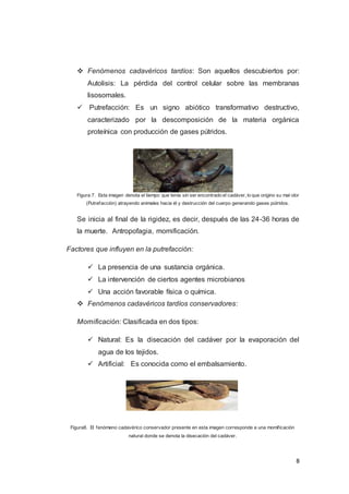 8
 Fenómenos cadavéricos tardíos: Son aquellos descubiertos por:
Autolisis: La pérdida del control celular sobre las membranas
lisosomales.
 Putrefacción: Es un signo abiótico transformativo destructivo,
caracterizado por la descomposición de la materia orgánica
proteínica con producción de gases pútridos.
Figura 7. Esta imagen denota el tiempo que tenía sin ser encontrado el cadáver, lo que origino su mal olor
(Putrefacción) atrayendo animales hacia él y destrucción del cuerpo generando gases pútridos.
Se inicia al final de la rigidez, es decir, después de las 24-36 horas de
la muerte. Antropofagia, momificación.
Factores que influyen en la putrefacción:
 La presencia de una sustancia orgánica.
 La intervención de ciertos agentes microbianos
 Una acción favorable física o química.
 Fenómenos cadavéricos tardíos conservadores:
Momificación: Clasificada en dos tipos:
 Natural: Es la disecación del cadáver por la evaporación del
agua de los tejidos.
 Artificial: Es conocida como el embalsamiento.
Figura8. El fenómeno cadavérico conservador presente en esta imagen corresponde a una momificación
natural donde se denota la disecación del cadáver.
 