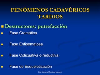 Dra. Marlene Mendoza Navarro
FENÓMENOS CADAVÉRICOS
TARDIOS
 Destructores: putrefacción
 Fase Cromática
 Fase Enfisematosa
 Fase Colicuativa o reductiva.
 Fase de Esqueletización
 