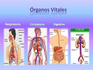Órganos VitalesRespiratorioCirculatorioDigestivo