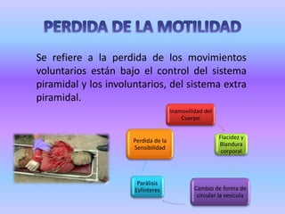 PERDIDA DE LA MOTILIDADSe refiere a la perdida de los movimientos voluntarios están bajo el control del sistema piramidal y los involuntarios, del sistema extra piramidal. 