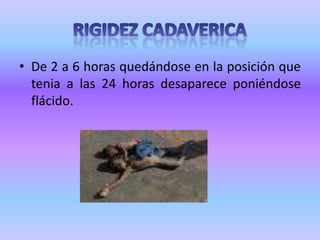PH DE LOS HUMORESAl fallecer la persona este su Ph se torna ácido. Tan rápidamente ocurre esto que cuando una persona sufre un paro cardiaco o respiratorio.