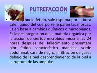 RIGIDEZ CADAVERICADe 2 a 6 horas quedándose en la posición que tenia a las 24 horas desaparece poniéndose flácido.