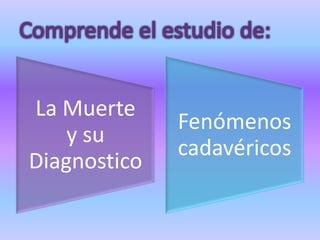 Comprende el estudio de: